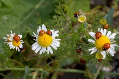 Lugtløs Kamille (Tripleurospermum inodorum), mariehøns