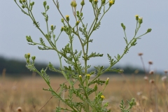 klæbrig brandebæger (Senecio vulgaris)