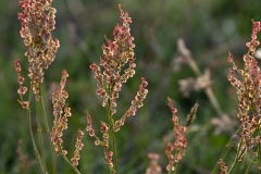 Rødknæ (Rumex acetosella) (hunkøn).