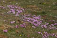 engelskgræs armeria maritima, Hindebægerfamilien