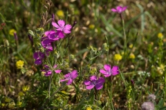 Bakke nillike dianthus deltoides