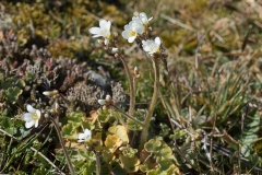 Kornet Stenbræk saxifraga granulata