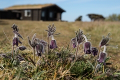 Nikkende Kobjælde Pulsatilla pratensis