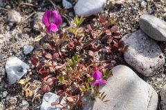 Vår vikke Vicia   lathyroides