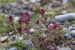 Læge Jordrøg (Fumaria officinalis)