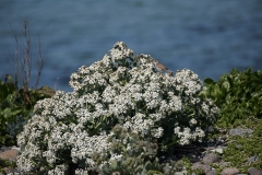 Strandkål (Crambe marima) med Tornsanger