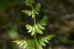 Butfinnet mangeløv Dryopteris cristata