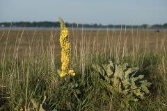 Filtbladet Kongelys (Verbascum thapsus)