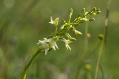 Bakke-Gøgelilje (Platanthera bifolia)