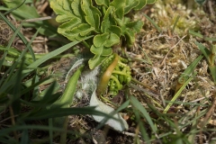 Kamilliebladet månerude Botrychium matricariifolium