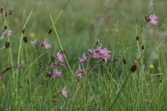 Trævlekrone