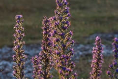 Slangehoved (Echium vulgare)