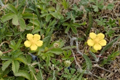 Bakke Soløje Helianthemum nummularium