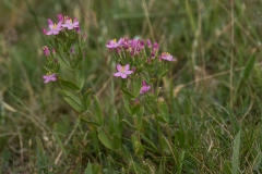 Strand Tusindgylden (Gentianella uliginosa)