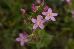 Strand Tusindgylden Gentianella uliginosa