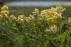 Hulkravet kodriver primula, køn