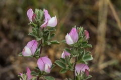 Mark-Krageklo (Omonis maritima)