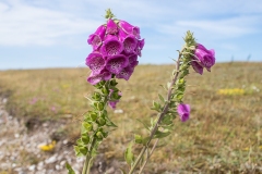 Almindelig Fingerbøl Digitalis purpurea