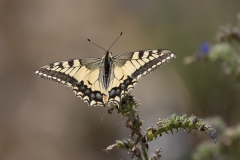 Svalehale Papilio machaon