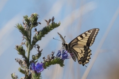 Svalehale Papilio machaon