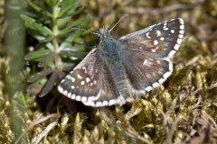 Fransk Bredpande  (Pyrus armoricanus)