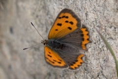 Lille Ildfugl  (Lycaena phlaeas)