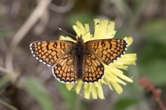 Okkergul Pletvinge (Melitaea cinxia)