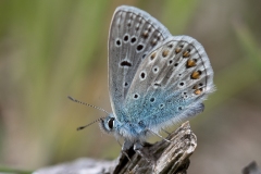 Almindelig Blåfugl ( (Polyommatus icarus)