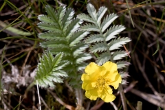 Gåsepotentil (potentilla anseria)