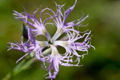 Strand-nellike (Dianthus superbus)