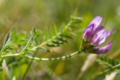 Dansk Astragel