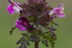 Eng Troldurt (Pedicularis palustris)