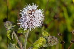 Vandmynte (Mentha aquatica)