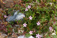 Stinkende Storkenæp (Geranium robertianum)