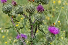 Horse Tidsel (Cirsium vulgare)