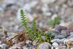 Strandarve (Honkenya peploides)