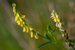 mark-stenkløver (melilotus sp)