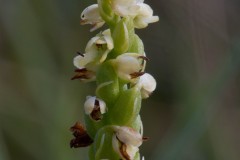 Pukkellæbe (herminium monorchis)