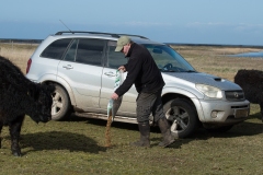 Fodring af køer, Galloway