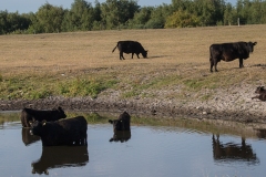 Galloway drikker fra oprenset vandhul