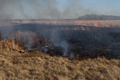 afbrænding, afgræsning, græs, Ild, kvægavl, køer, landskabspleje, naturforvaltning, Naturgenopretning > natur