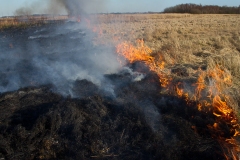 afbrænding, afgræsning, græs, Ild, kvægavl, køer, landskabspleje, naturforvaltning, Naturgenopretning > natur