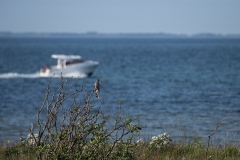 Speed båd tæt ved stranden, gøg i busk