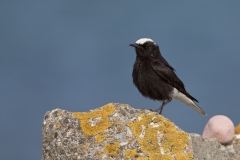 White-crowned Weatear, Hvidkronet Stenpikker (Oenanthe leucopyga)