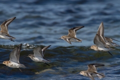 Almindelig Ryle, (Calidris alpina), Dunlin på stenstand, sten