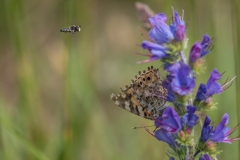 slangehoved Echium vulgare, tidselsommerfugl