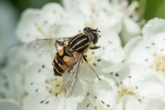 Helophilus pendulus