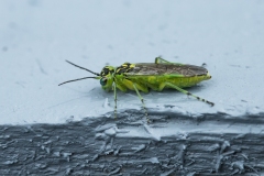 grøn bladhveps Rhogogaster viridis