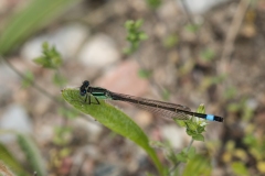 Common Bluetail (Ischnura elegans)