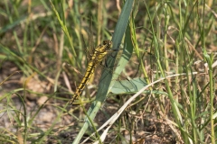 Stor Blåpil ( Ortherum cancellatum), Black-tailed Skimmer